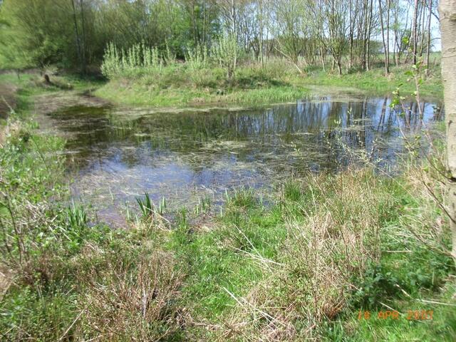Laubfroschteich Wietfeldsche Wiese