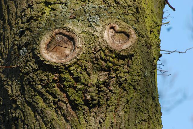 wachsame holzaugen