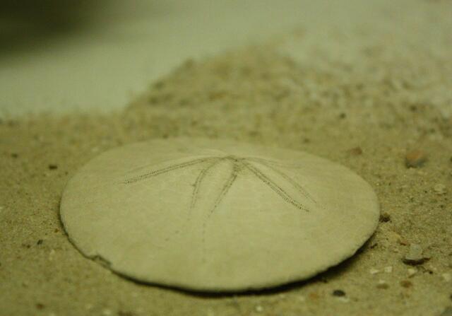 Sanddollar - eine ganz empfindlichhe Muschel, die man in Florida am Strand findet, und im Landesmuseum