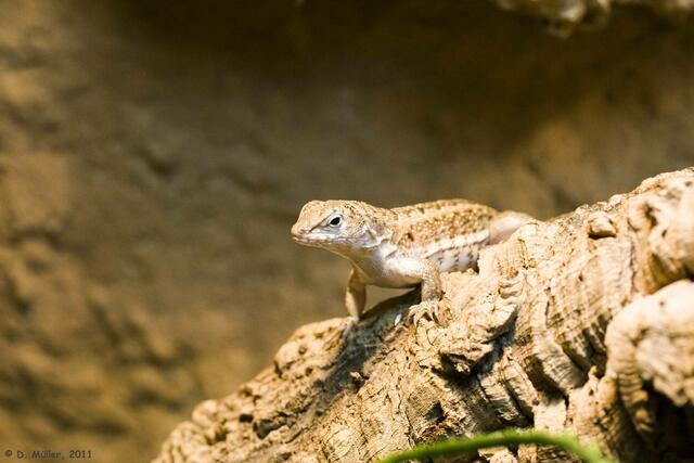 Maskenleguan
