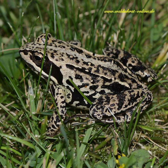 Moorfrosch