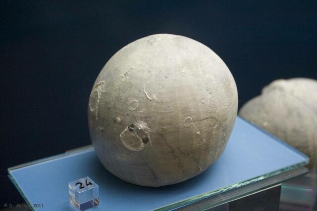 Ausnahmsweise mal nicht der Mond, sondern ein fossiler Seeigel.
