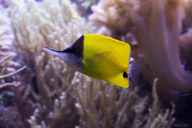 Pinzettfisch