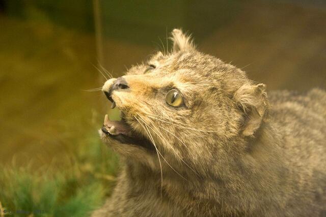 Wildkatze