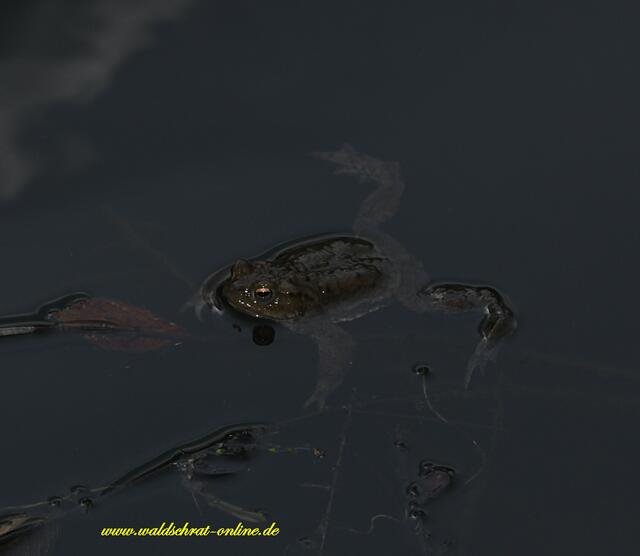 Junges Erdkrötenmännchen (bufo bufo). Wartet auf Weibchen.