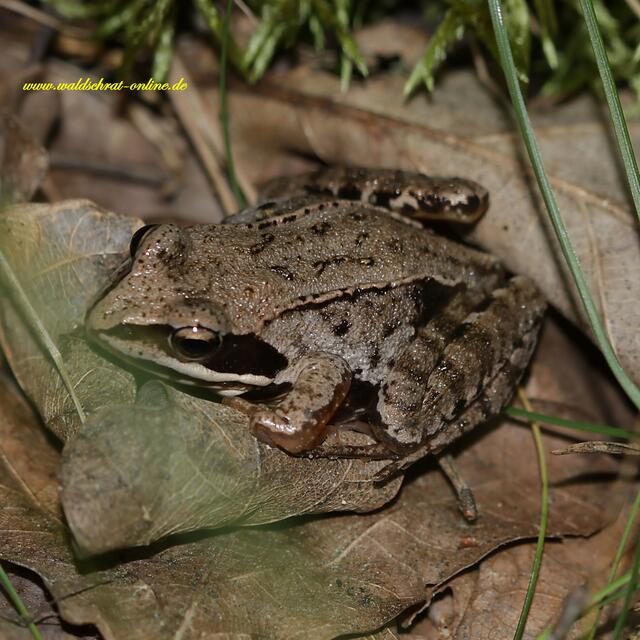 Springfrosch