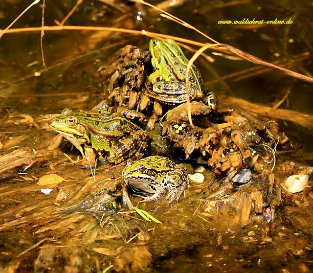 Teichfrosch