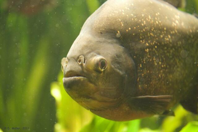 Dem möchte ich nicht ohne trennende Glaswand begegnen: Piranha.