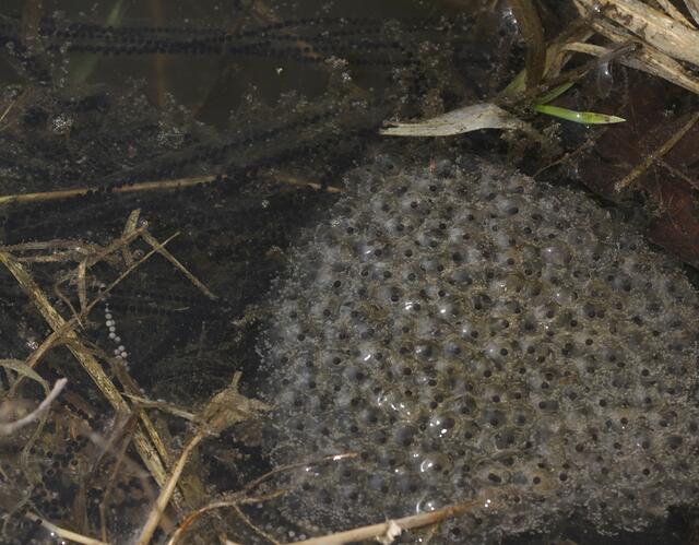 Kröten- und Froschlaich. (Erläuterung siehe Text.)