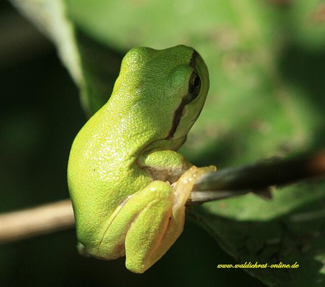 Europäischer Laubfrosch