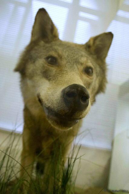 Schon mal so nah an einem Wolf gewesen?