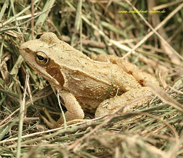 Grasfrosch