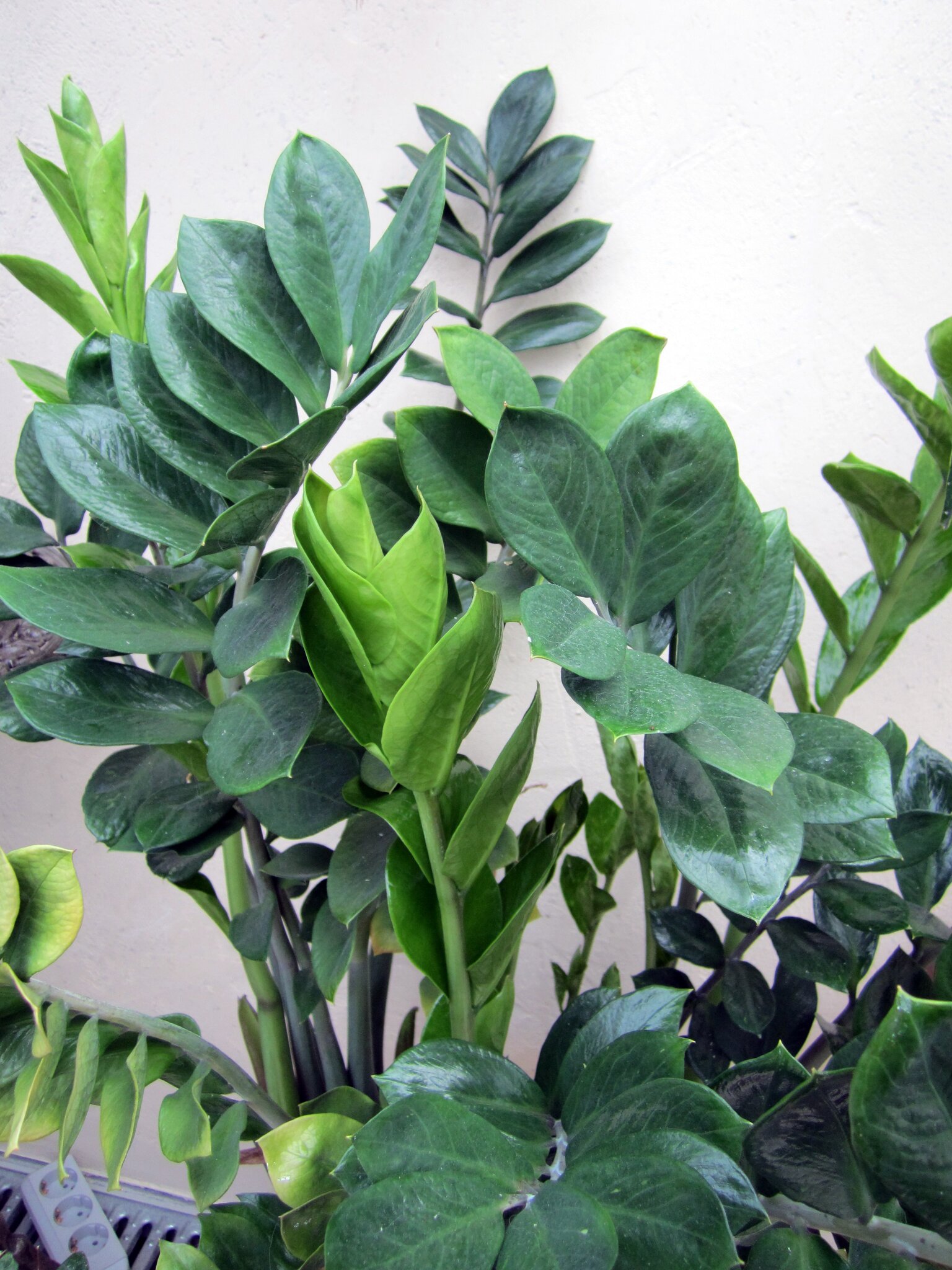 Unsere Zamioculcas Zamiifolia Bl ht Hannover Gro Buchholz unsere-zamioculcas-zamiifolia-bl-ht-hannover-gro-buchholz