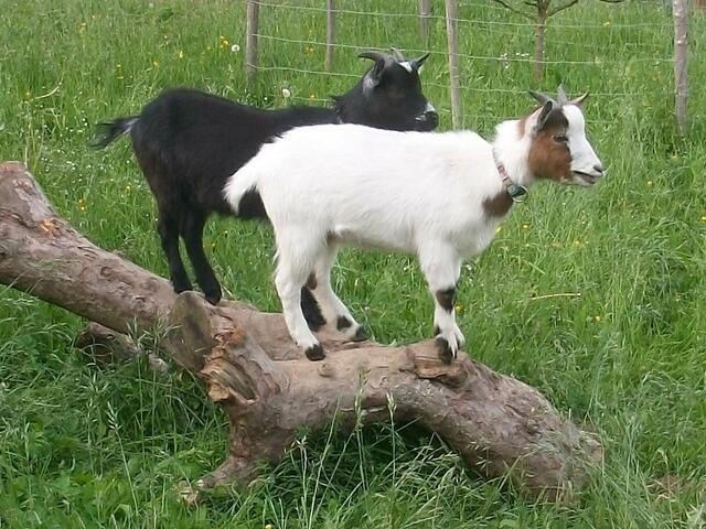 Nerina und Bianca auf der Wiese, im Herbst 2010