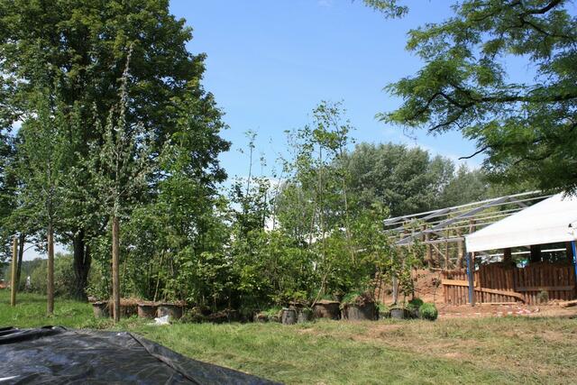 09.06. Viele Bäume in Töpfen warten auf die weitere Verwendung.
