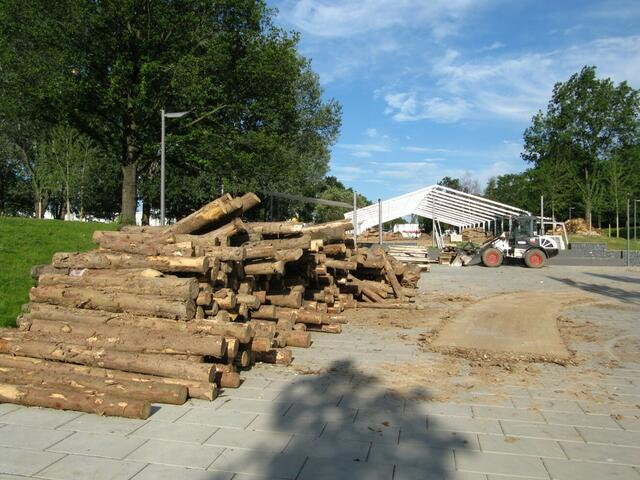 17.06. Viele Stämme sind nun übrig.