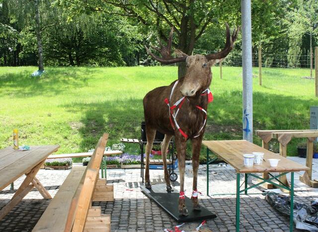 08.06. Der Elch ist bereits draußen.