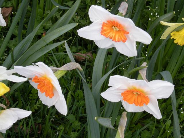 Nahaufnahme, gegen den Wind.