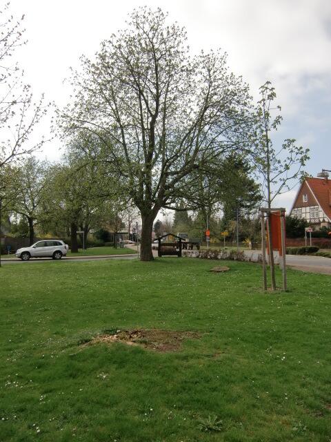Treffpunkt Kastanienbaum