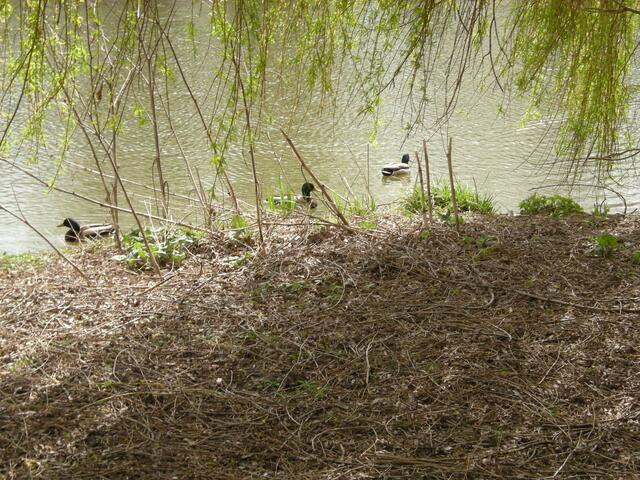 Der Junggesellenteich.