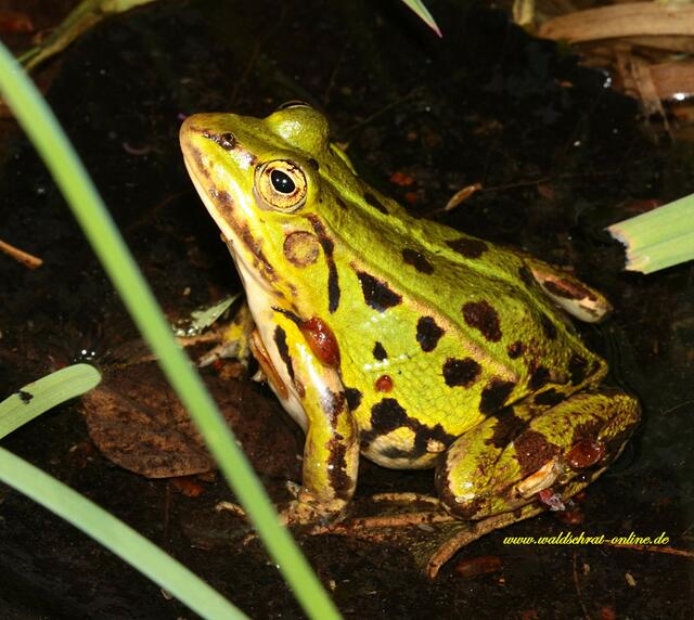 Fressfeind Nr.1 Der Teichfrosch hat seine beute im Auge.