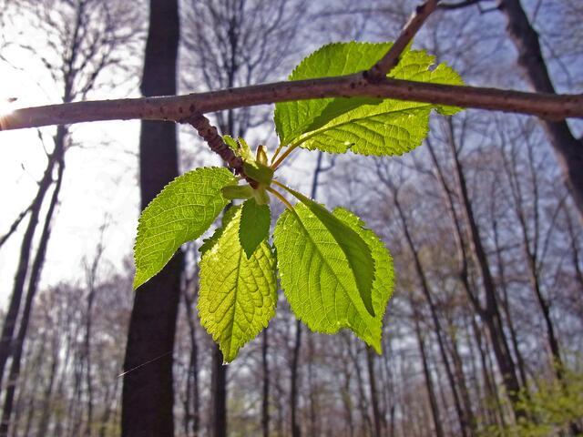Frühling in der Gaim