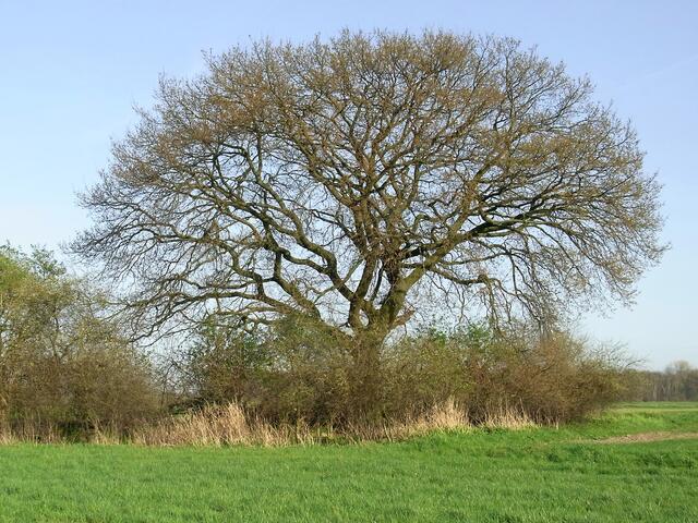 Frühling an der Gaim