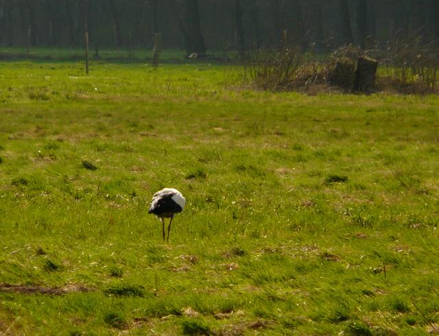 Der erste Storch stakst am stürmischen 8. April über die Wiesen.