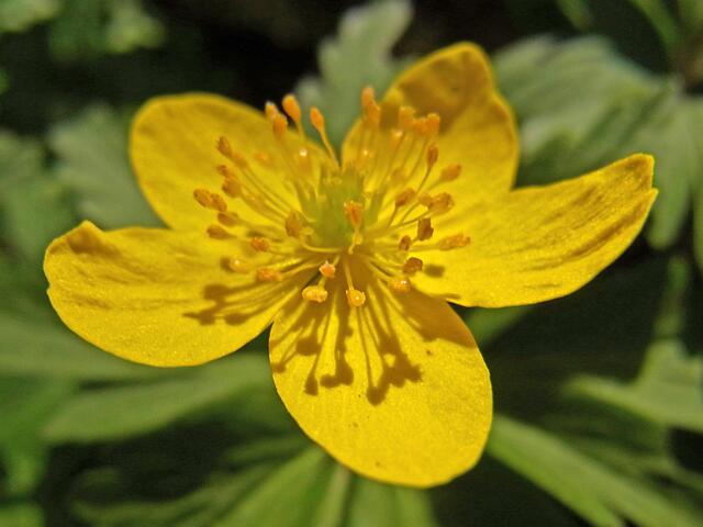 Frühling in der Gaim