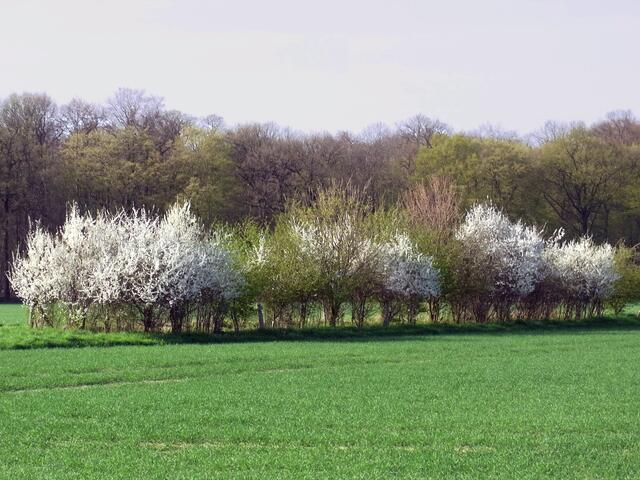 Frühling an der Gaim