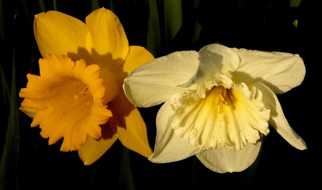 Harmonie im Abendlicht.