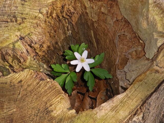 Frühling in der Gaim: Geschützter Standort