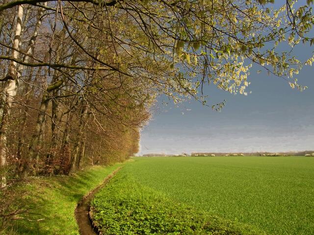 Frühling am Wietzegraben (Gaim)