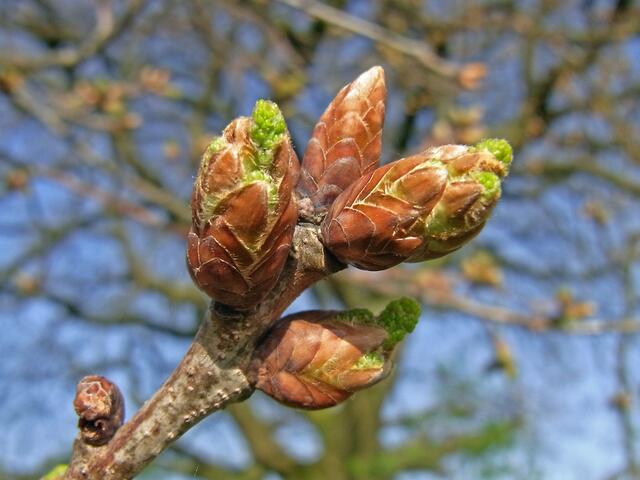 Frühling an der Gaim