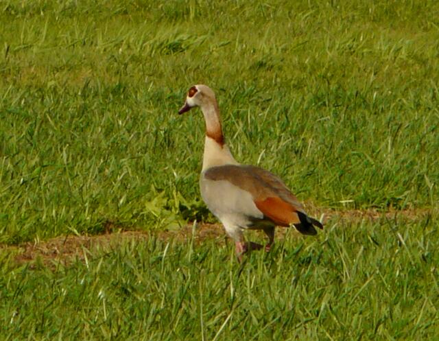Nilgänse "überall" - sie wurden während der Radtouren nun an vielen Stellen in der Feldmark angetroffen. Ich bin gespannt ob auch in diesem Jahr ein Paar mit Nachwuchs entdeckt werden kann so wie im vergangen Sommer am Würmsee.