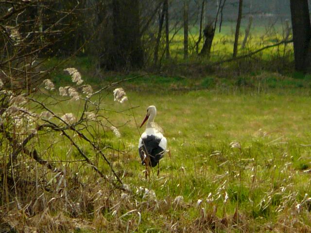 Bisher konnte ich nur diesen einzelnen Storch auf den Wiesen  in der Nähe des Springhorstsees entdecken.