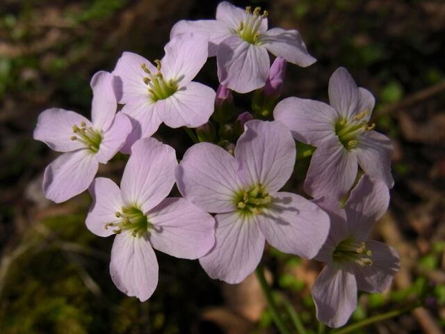 Frühling in der Gaim