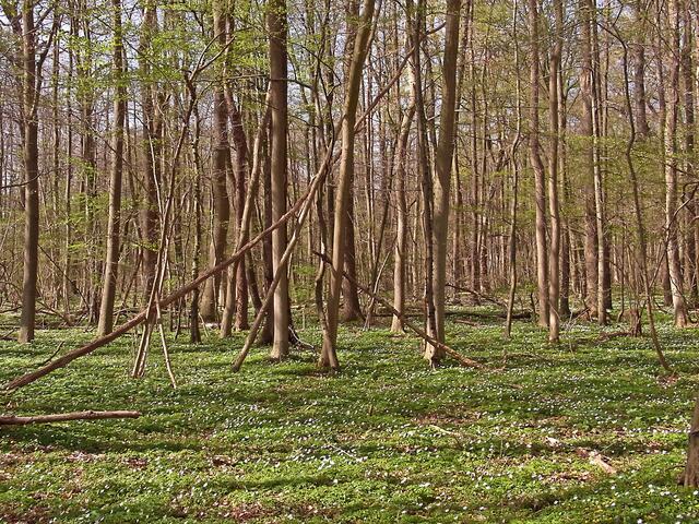 Frühling in der Gaim