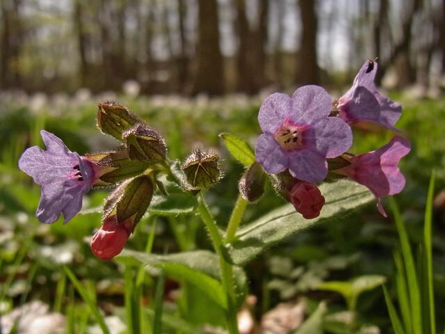 Frühling in der Gaim