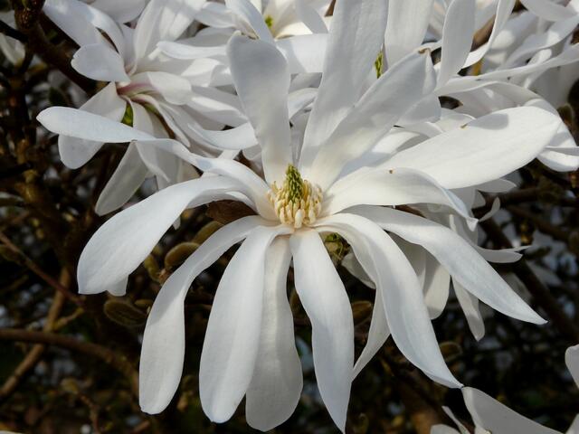 Magnolienblüten