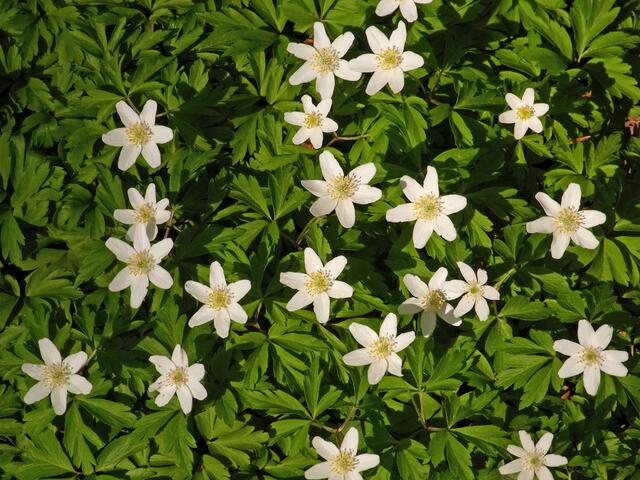 Frühling in der Gaim