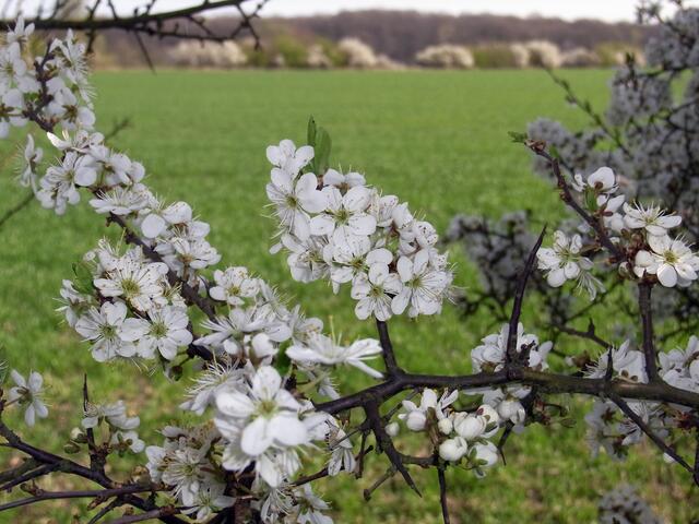 Frühling zwischen Gaim und Bockmerholz