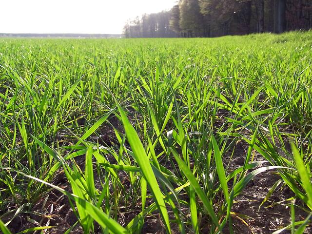Frühling an der Gaim