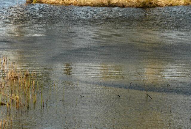 Ein stürmischer Tag im April. Der Wind peitscht über den See und verwirbelt das Wasser.