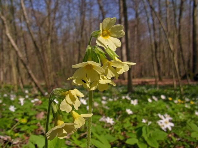 Frühling in der Gaim