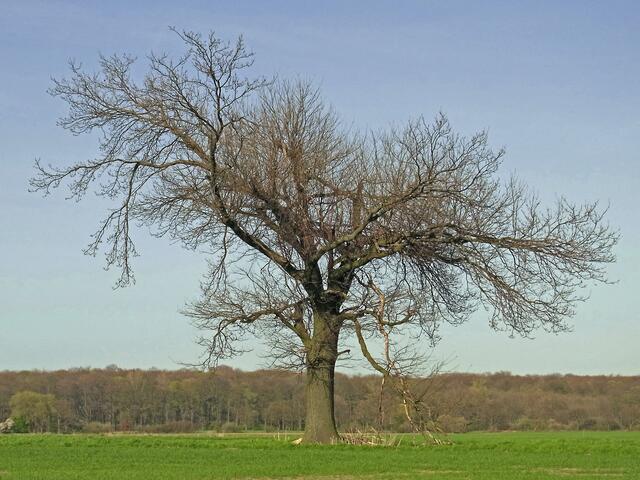 Frühling an der Gaim