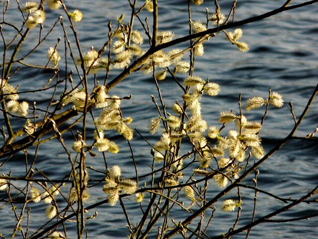 Weidenkätzchen am See.