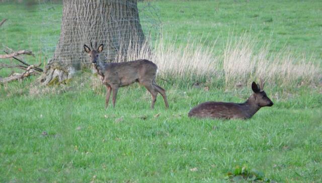 Rehe in der Abenddämmerung.