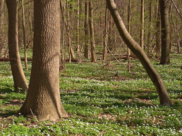 Frühling in der Gaim