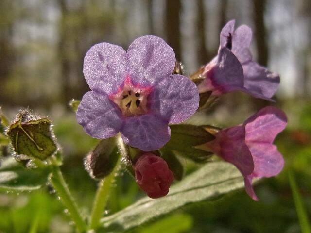 Frühling in der Gaim